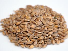 Einkorn