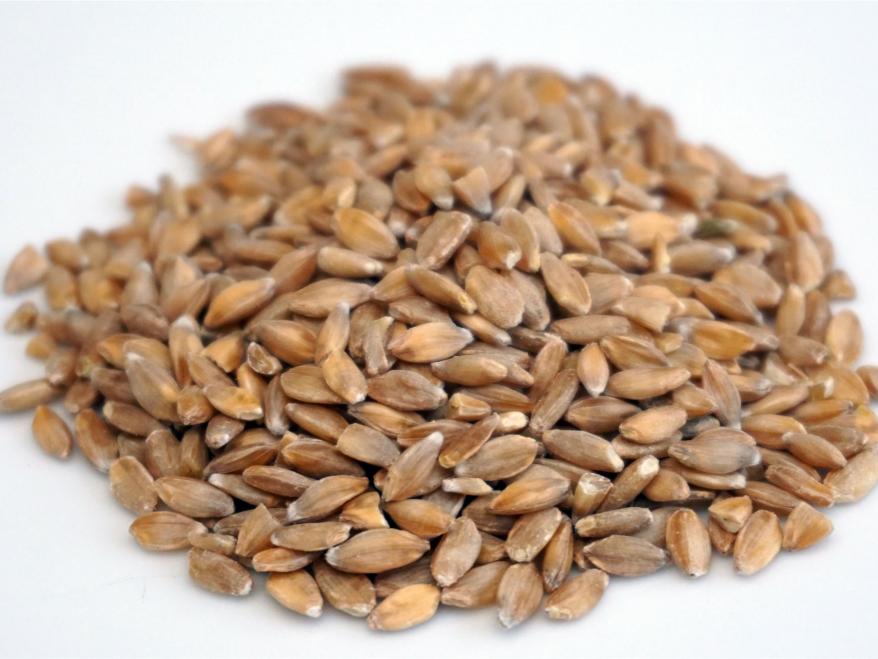 Einkorn