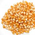 Mais / Popcorn-Mais
