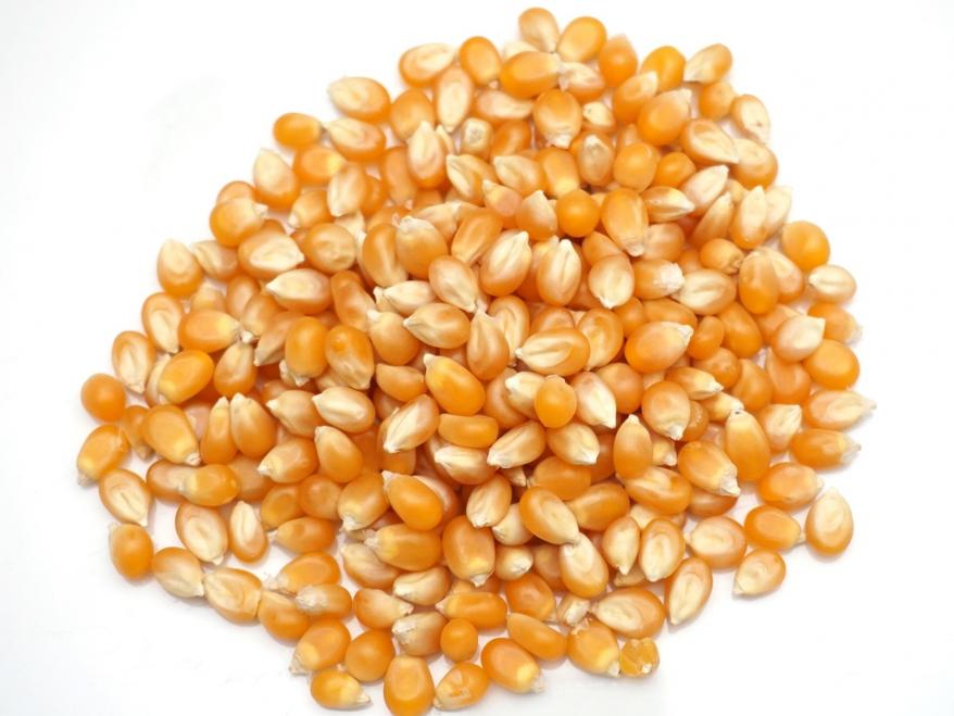 Mais / Popcorn-Mais
